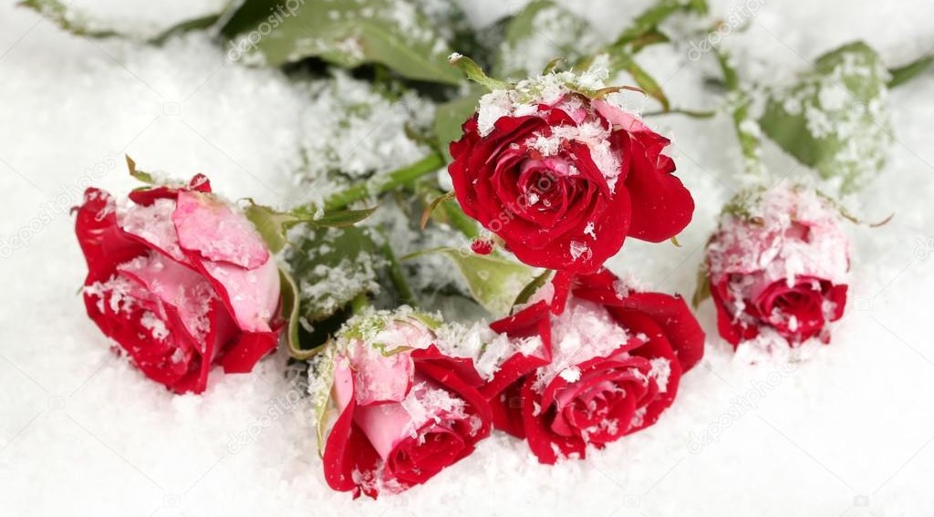Как укрывать розы на зиму